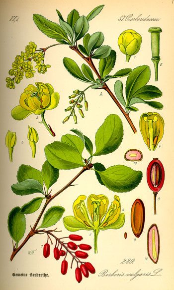 Illustration von Berberis vulgaris